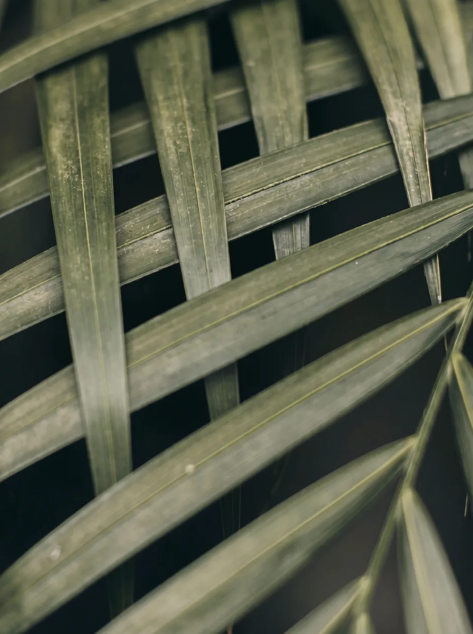 Botanical rhythm