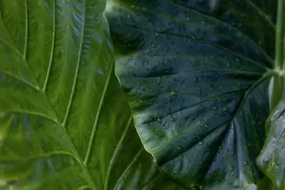 Tropical leaf detail