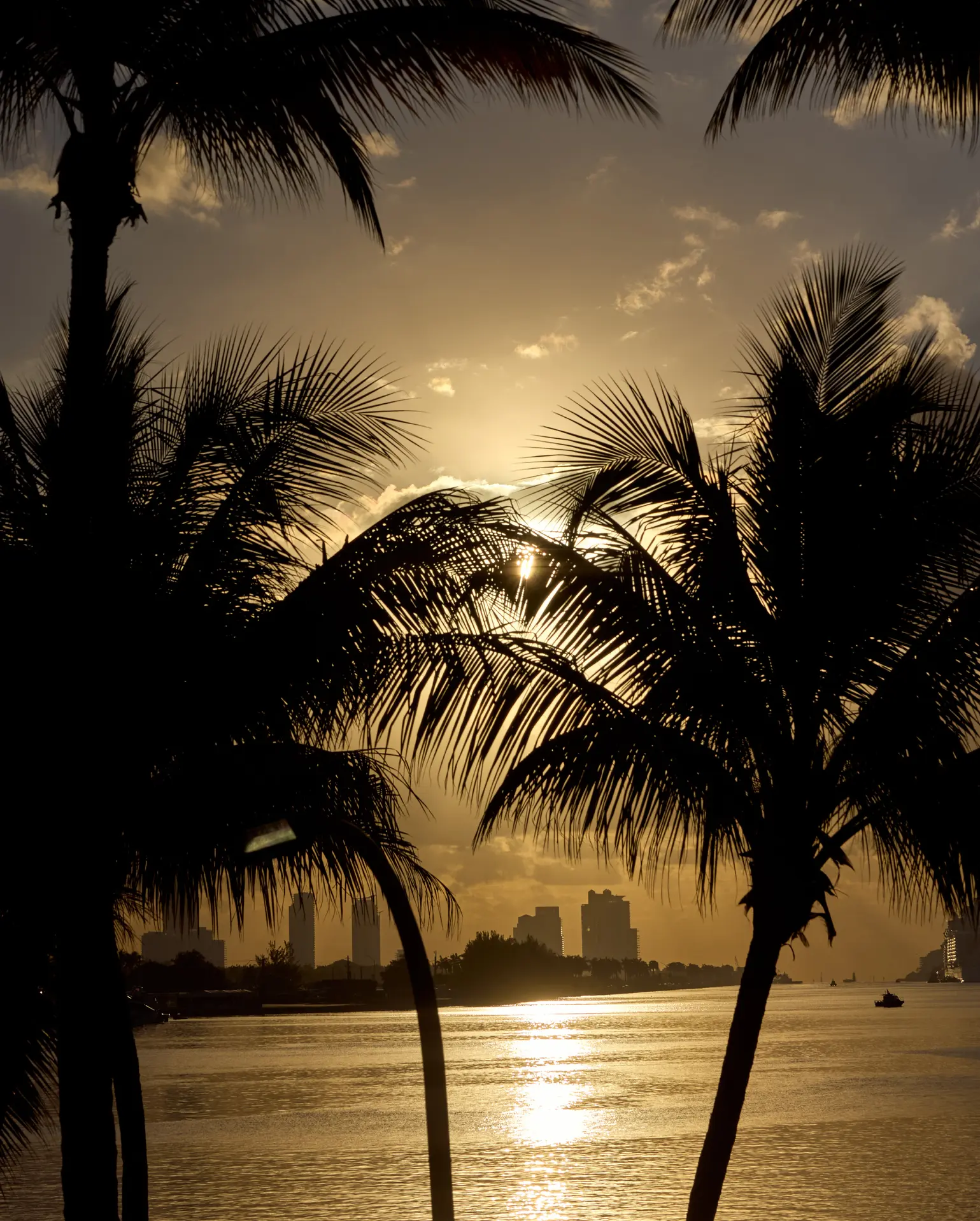 Palm trees silhouetted against a Biscayne Bay sunset