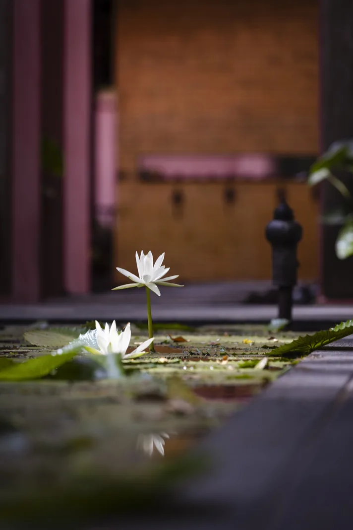 A lotus on still water at an Anantara resort