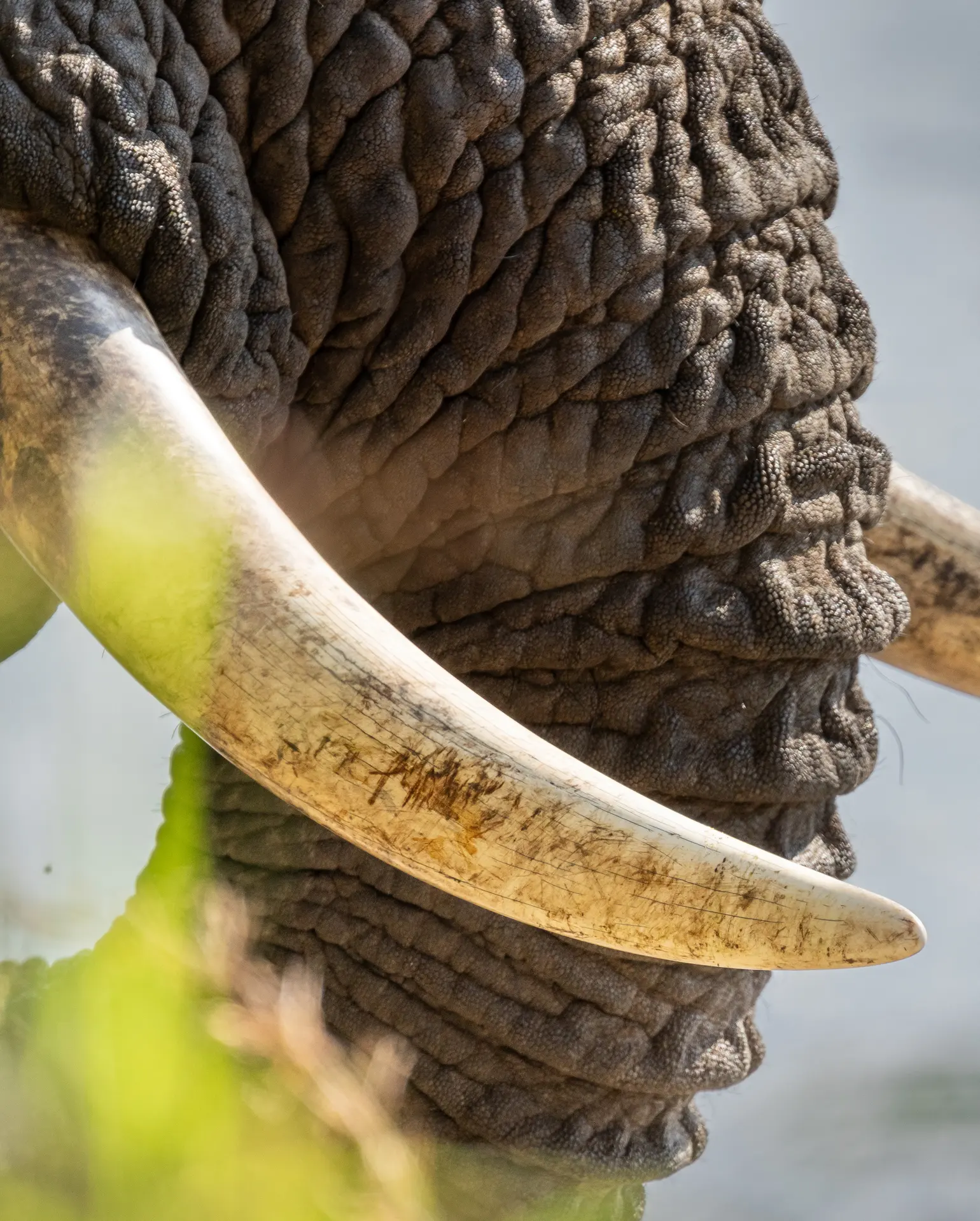 An elephant's tusks and weathered skin, close up